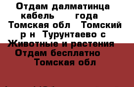 Отдам далматинца, кабель, 1,5 года. - Томская обл., Томский р-н, Турунтаево с. Животные и растения » Отдам бесплатно   . Томская обл.